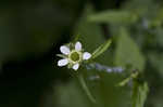 White avens